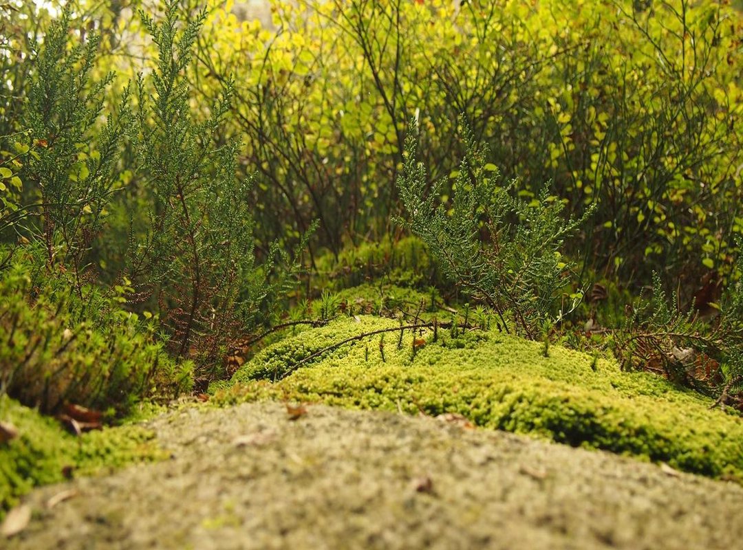 Step 3: Inking, Coloring, and Adding Final Touches